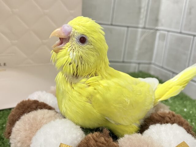 セキセイインコ