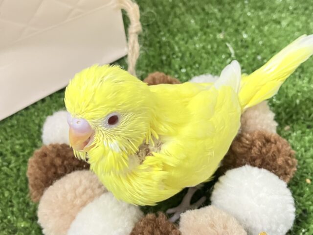✨最新画像✨ぴっかりん✨(^ω^)ニワ…ピヨリンひよこっち🐣🫧 ͛.*セキセイインコ(ルチノー/2026年1月生まれ) セキセイインコ
