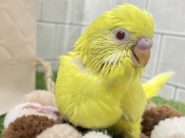 ✨最新画像✨ぴっかりん✨(^ω^)ニワ…ピヨリンひよこっち🐣🫧 ͛.*セキセイインコ(ルチノー/2026年1月生まれ) セキセイインコ