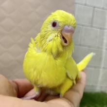 ✨最新画像✨ぴっかりん✨(＾ω＾)ニワ…ﾋﾟﾖﾘﾝひよこっち🐣‪🫧 ͛.*セキセイインコ(ルチノー/2026年1月生まれ)