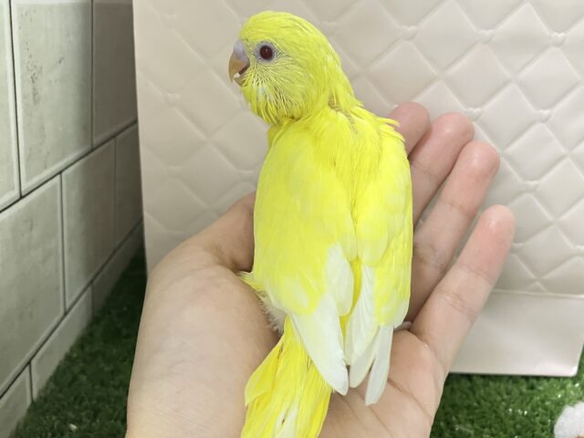 ✨最新画像✨ぴっかりん✨(^ω^)ニワ…ピヨリンひよこっち🐣🫧 ͛.*セキセイインコ(ルチノー/2026年1月生まれ) セキセイインコ