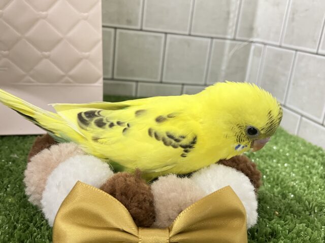 ✨最新画像✨ぽよぽよ💭🎀あざとさ満開❕💛セキセイインコ(イエローハルクイン/2026年1月生まれ) セキセイインコ