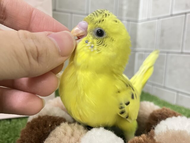 ✨最新画像✨ぽよぽよ💭🎀あざとさ満開❕💛セキセイインコ(イエローハルクイン/2026年1月生まれ) セキセイインコ