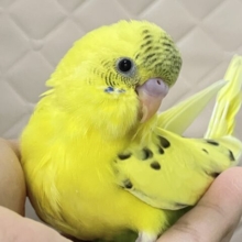 ✨最新画像✨ぽよぽよ💭🎀あざとさ満開❕💛セキセイインコ(イエローハルクイン/2026年1月生まれ)