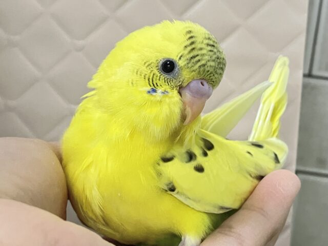 ✨最新画像✨ぽよぽよ💭🎀あざとさ満開❕💛セキセイインコ(イエローハルクイン/2026年1月生まれ)