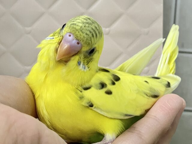 ✨最新画像✨ぽよぽよ💭🎀あざとさ満開❕💛セキセイインコ(イエローハルクイン/2026年1月生まれ) セキセイインコ