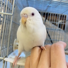 ✨最新画像✨はぴはぴめろりん❕雪見ちゃん⛄️🍨🤍セキセイインコ(アルビノ/2026年1月生まれ)
