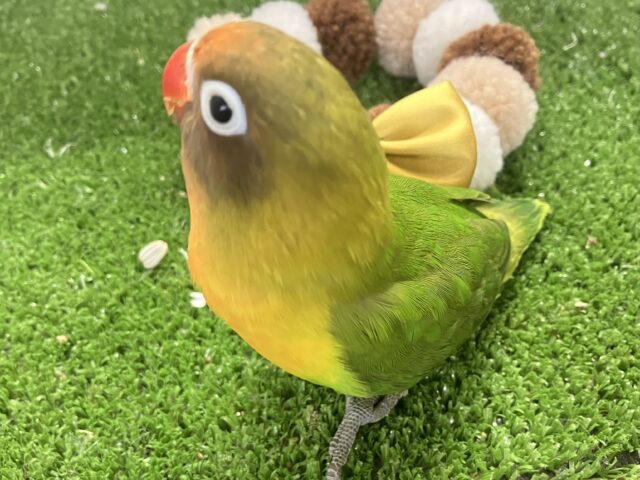 ✨最新画像✨将来はおしゃれなマフラーが!? キエリボタンインコ キエリボタンインコ
