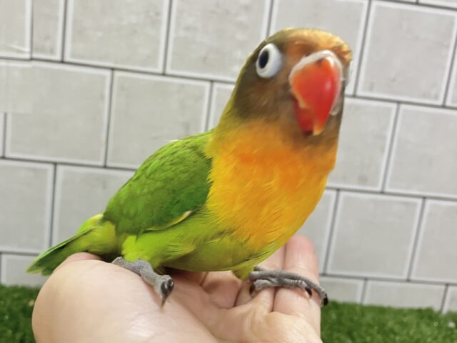 ✨最新画像✨将来はおしゃれなマフラーが!? キエリボタンインコ キエリボタンインコ