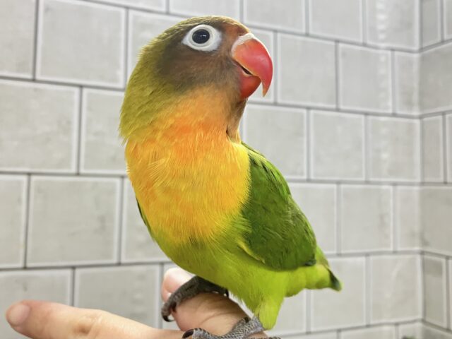 ✨最新画像✨将来はおしゃれなマフラーが!? キエリボタンインコ キエリボタンインコ