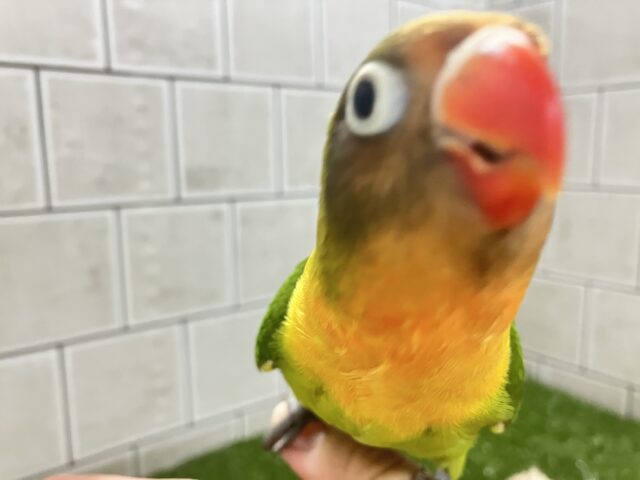 ✨最新画像✨将来はおしゃれなマフラーが!? キエリボタンインコ キエリボタンインコ