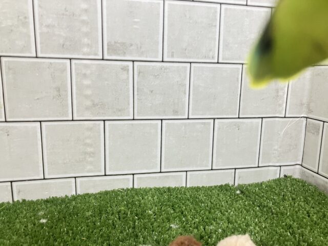 ✨最新画像✨将来はおしゃれなマフラーが!? キエリボタンインコ キエリボタンインコ