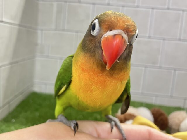 ✨最新画像✨将来はおしゃれなマフラーが！？　キエリボタンインコ