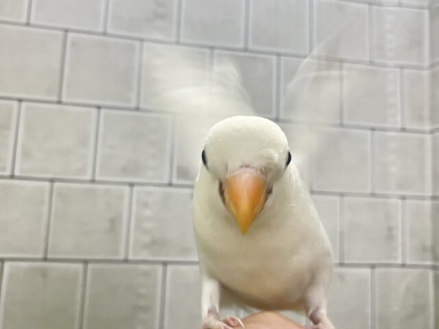 ✨最新画像✨薄っすらブルーの上品さ・・・ ️️️🩵🌈🪽コザクラインコ コザクラインコ(小桜インコ)