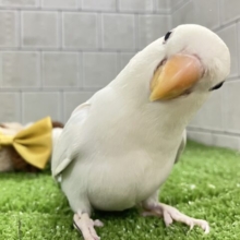 ✨最新画像✨薄っすらブルーの上品さ・・・　️️️🩵🌈🪽コザクラインコ