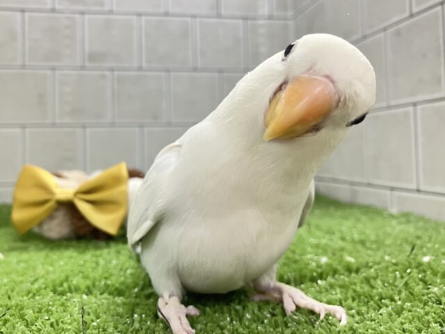 ✨最新画像✨薄っすらブルーの上品さ・・・　️️️🩵🌈🪽コザクラインコ