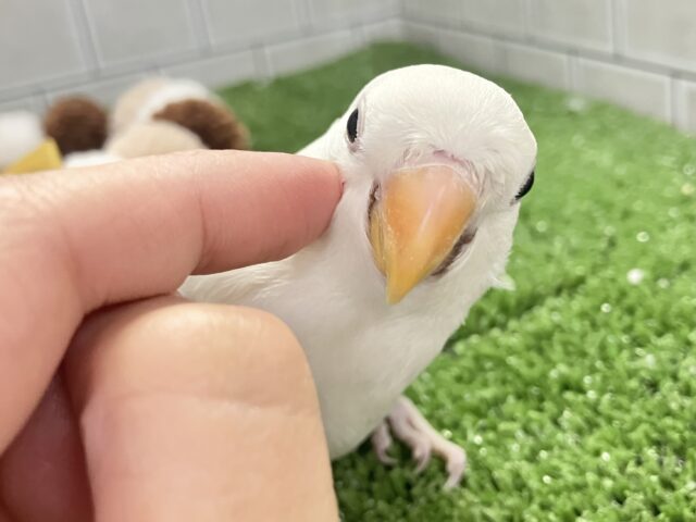 ✨最新画像✨薄っすらブルーの上品さ・・・ ️️️🩵🌈🪽コザクラインコ コザクラインコ(小桜インコ)
