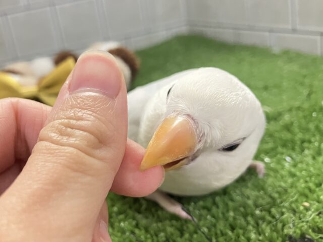 ✨最新画像✨薄っすらブルーの上品さ・・・ ️️️🩵🌈🪽コザクラインコ コザクラインコ(小桜インコ)