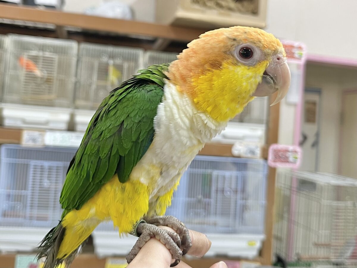 【🆙最新画像あり‼️】にぎにぎコロコロ甘えっ子💕🎶 シロハラインコ シロハラインコ