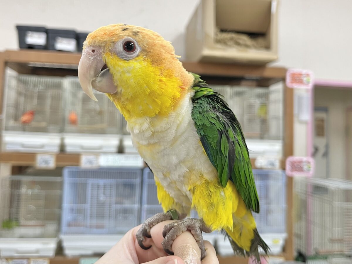 シロハラインコ