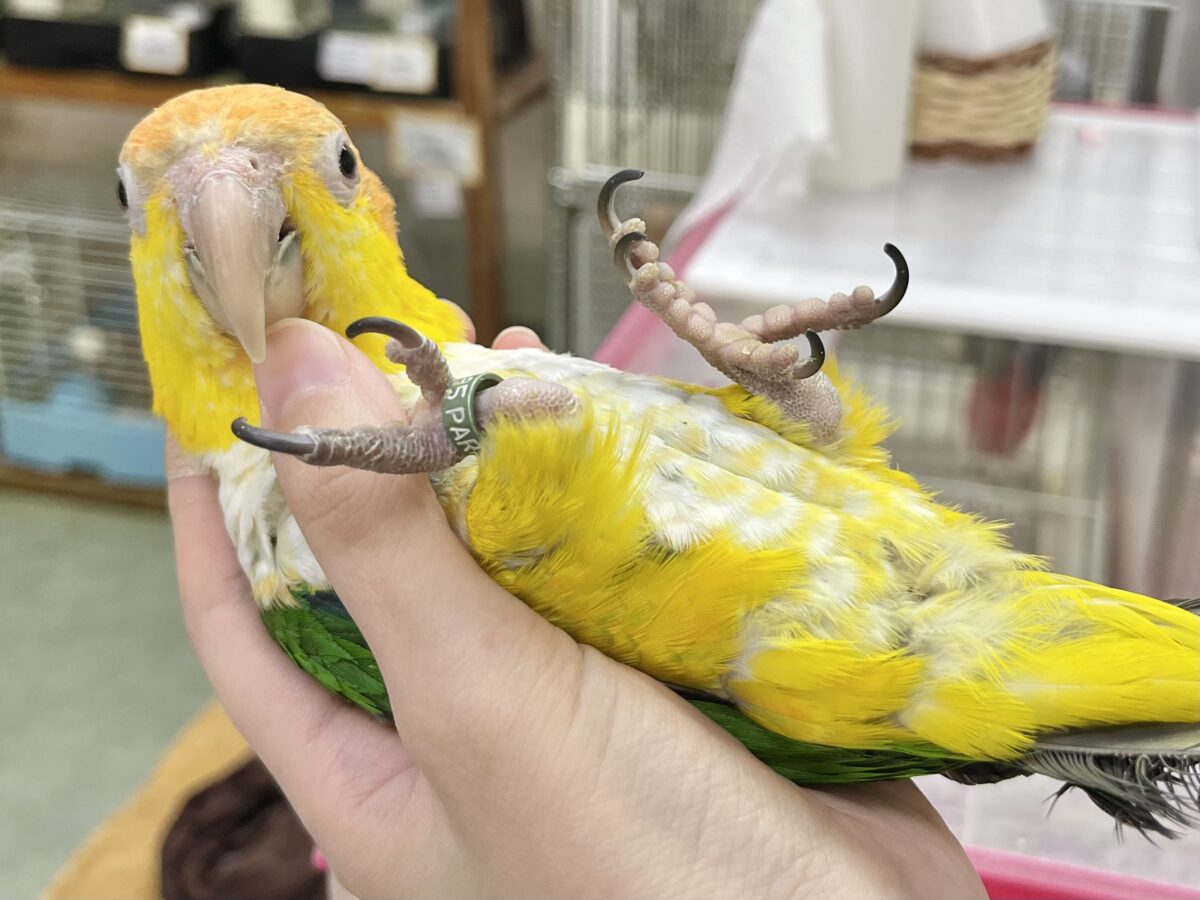 シロハラインコ