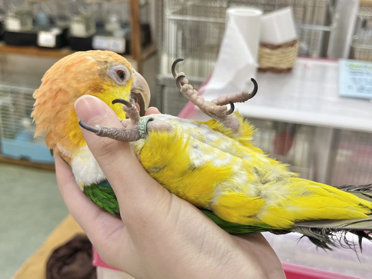 【🆙最新画像あり‼️】にぎにぎコロコロ甘えっ子💕🎶 シロハラインコ シロハラインコ