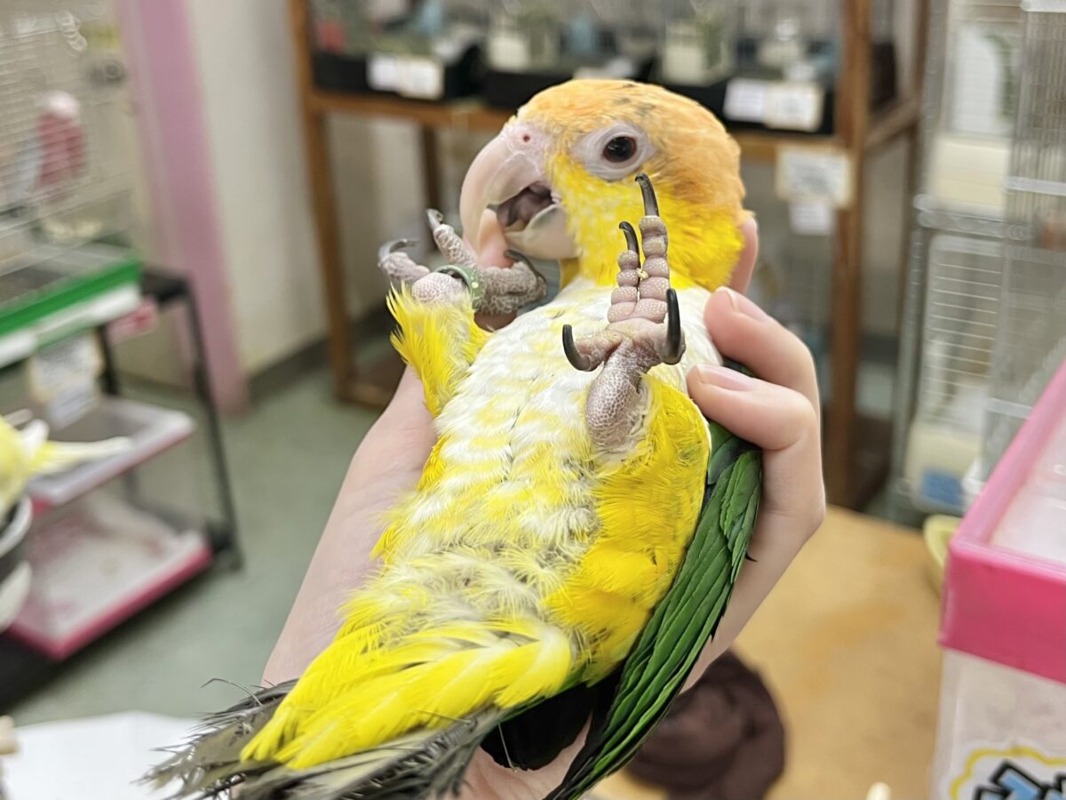 シロハラインコ
