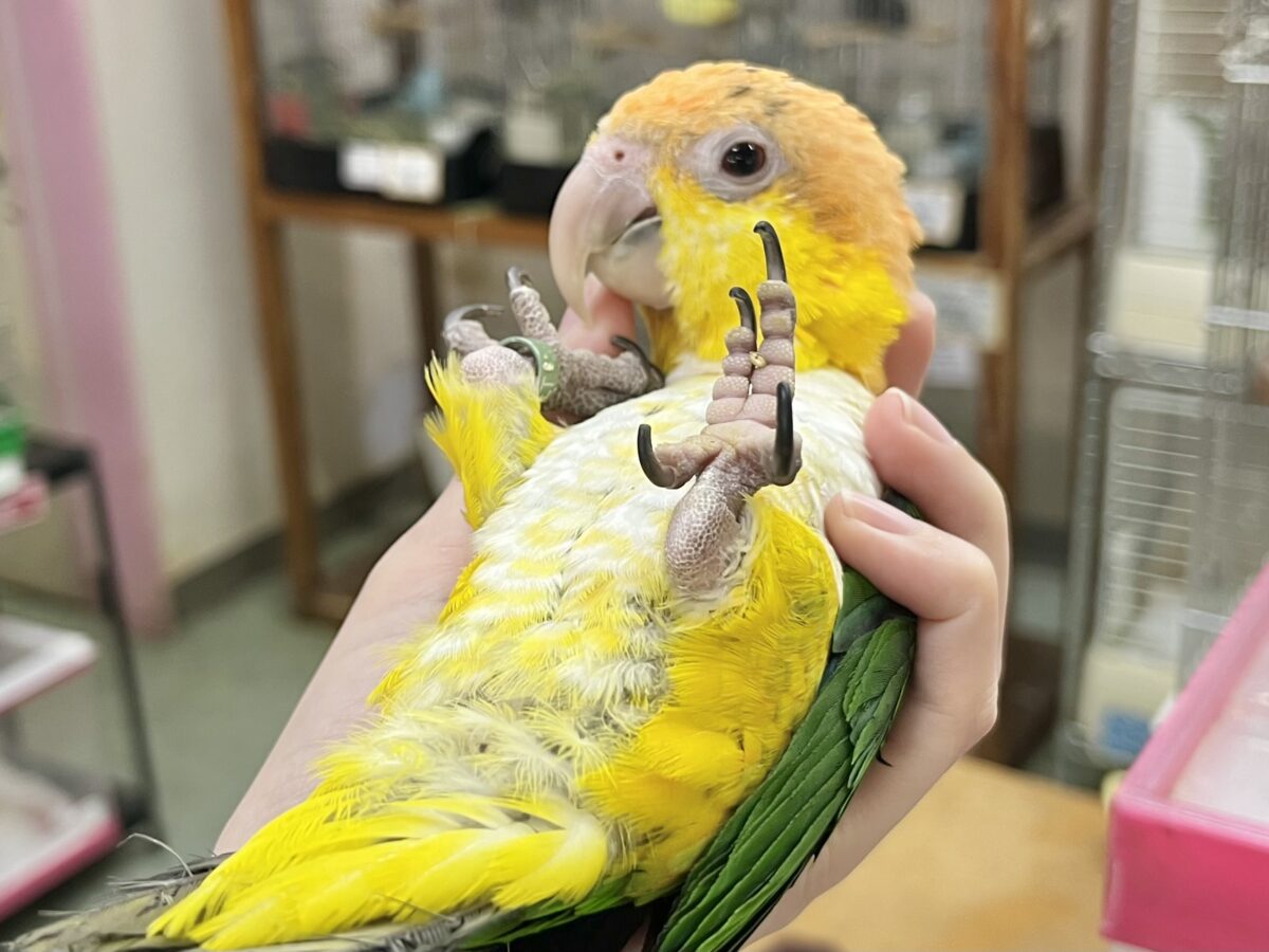 シロハラインコ