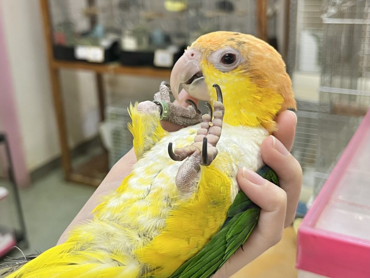 【🆙最新画像あり‼️】にぎにぎコロコロ甘えっ子💕🎶 シロハラインコ シロハラインコ