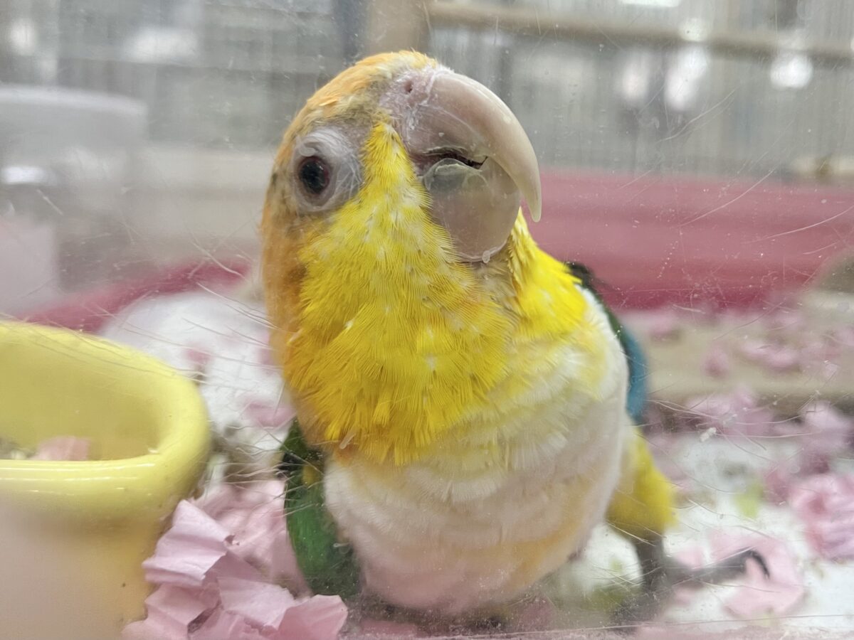 シロハラインコ