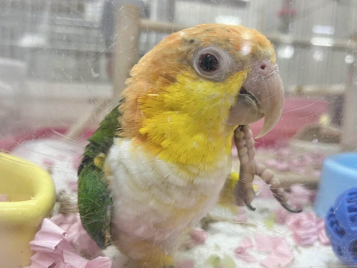 シロハラインコ