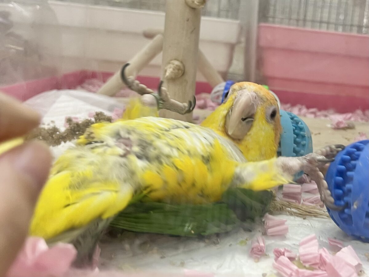【🆙最新画像あり‼️】にぎにぎコロコロ甘えっ子💕🎶 シロハラインコ シロハラインコ