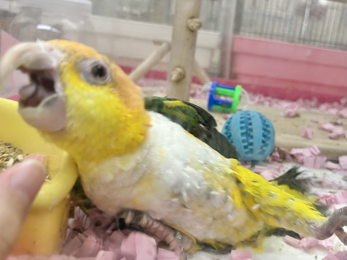 【🆙最新画像あり‼️】にぎにぎコロコロ甘えっ子💕🎶 シロハラインコ シロハラインコ