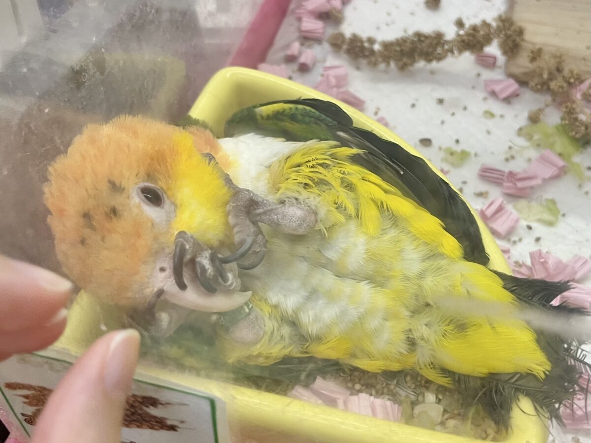 【🆙最新画像あり‼️】にぎにぎコロコロ甘えっ子💕🎶 シロハラインコ シロハラインコ
