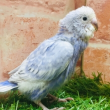 澄み渡る青空カラー💙💙💙　セキセイインコ（スパングル）