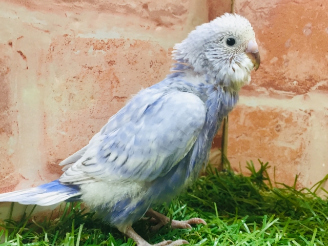 澄み渡る青空カラー💙💙💙　セキセイインコ（スパングル）