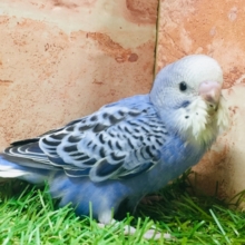 鮮やかなブルーカラー💙💙　セキセイインコ（オパーリン）