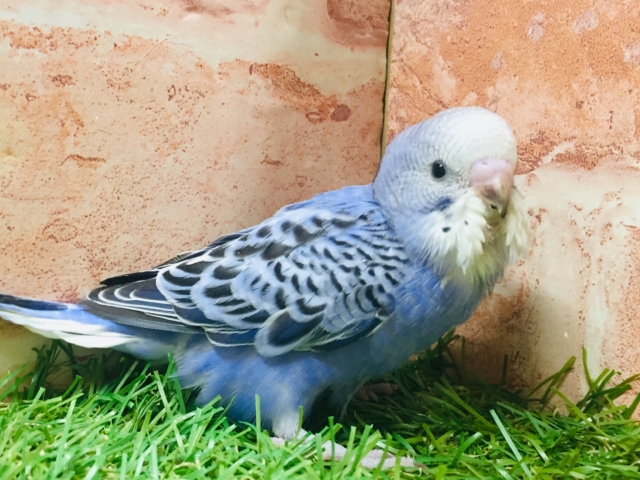 鮮やかなブルーカラー💙💙 セキセイインコ(オパーリン) セキセイインコ