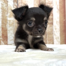 おてんばガール🖤ロングコートチワワ（ブラック&タン）2025年12月13日生まれ　女の子