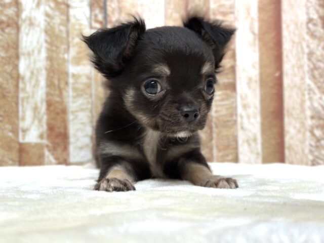 おてんばガール🖤ロングコートチワワ（ブラック&タン）2025年12月13日生まれ　女の子