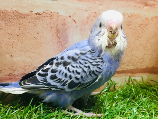 鮮やかなブルーカラー💙💙 セキセイインコ(オパーリン) セキセイインコ
