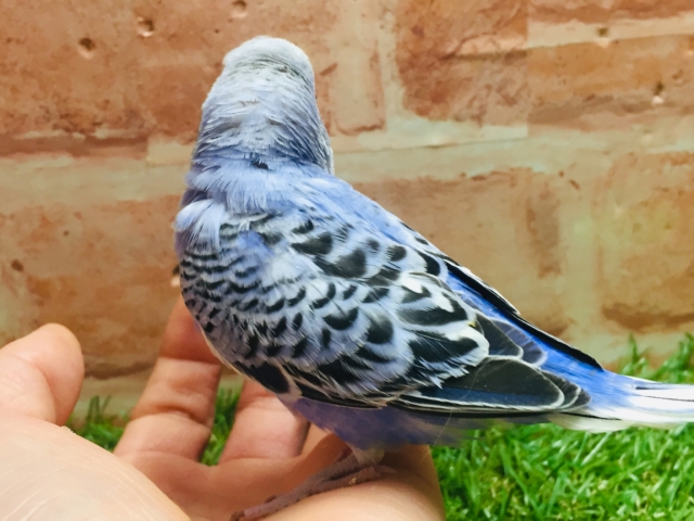 鮮やかなブルーカラー💙💙 セキセイインコ(オパーリン) セキセイインコ