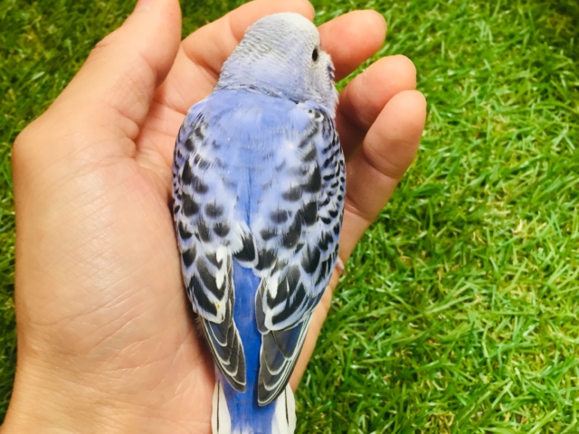 鮮やかなブルーカラー💙💙 セキセイインコ(オパーリン) セキセイインコ