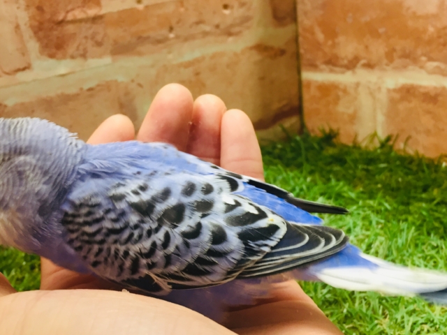鮮やかなブルーカラー💙💙 セキセイインコ(オパーリン) セキセイインコ