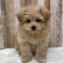 ペロッと出ちゃう👅MIX犬（ポメラニアン×プードル）2025年12月8日生まれ　男の子