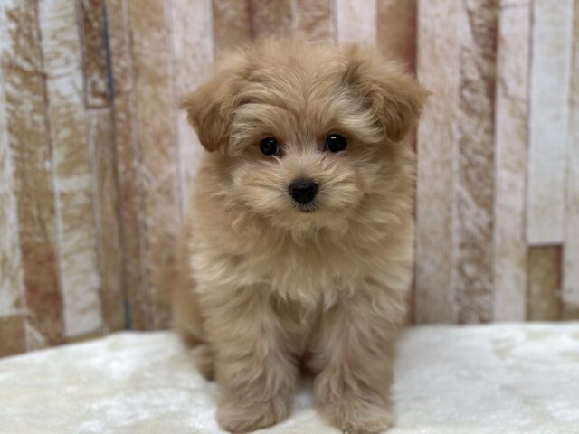 ペロッと出ちゃう👅MIX犬（ポメラニアン×プードル）2025年12月8日生まれ　男の子