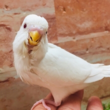 アルビノカラーのセキセイちゃんがやってきましたよ～💗💗💗　セキセイインコ