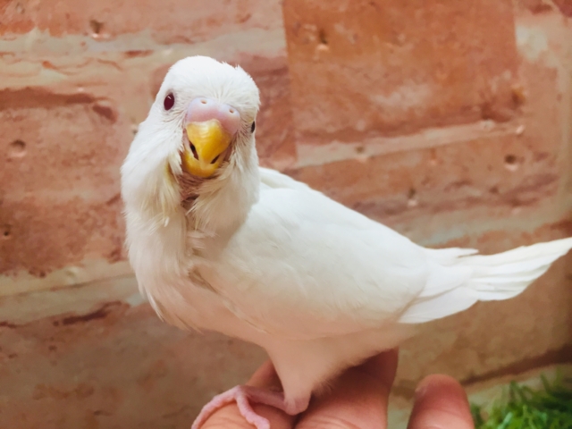 アルビノカラーのセキセイちゃんがやってきましたよ～💗💗💗　セキセイインコ