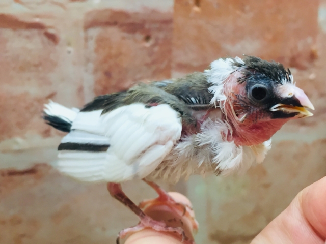 十姉妹（ジュウシマツ）