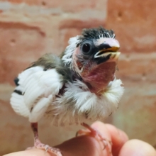 ①かわいい十姉妹ちゃんがやってきましたよ～！！🔥🔥　